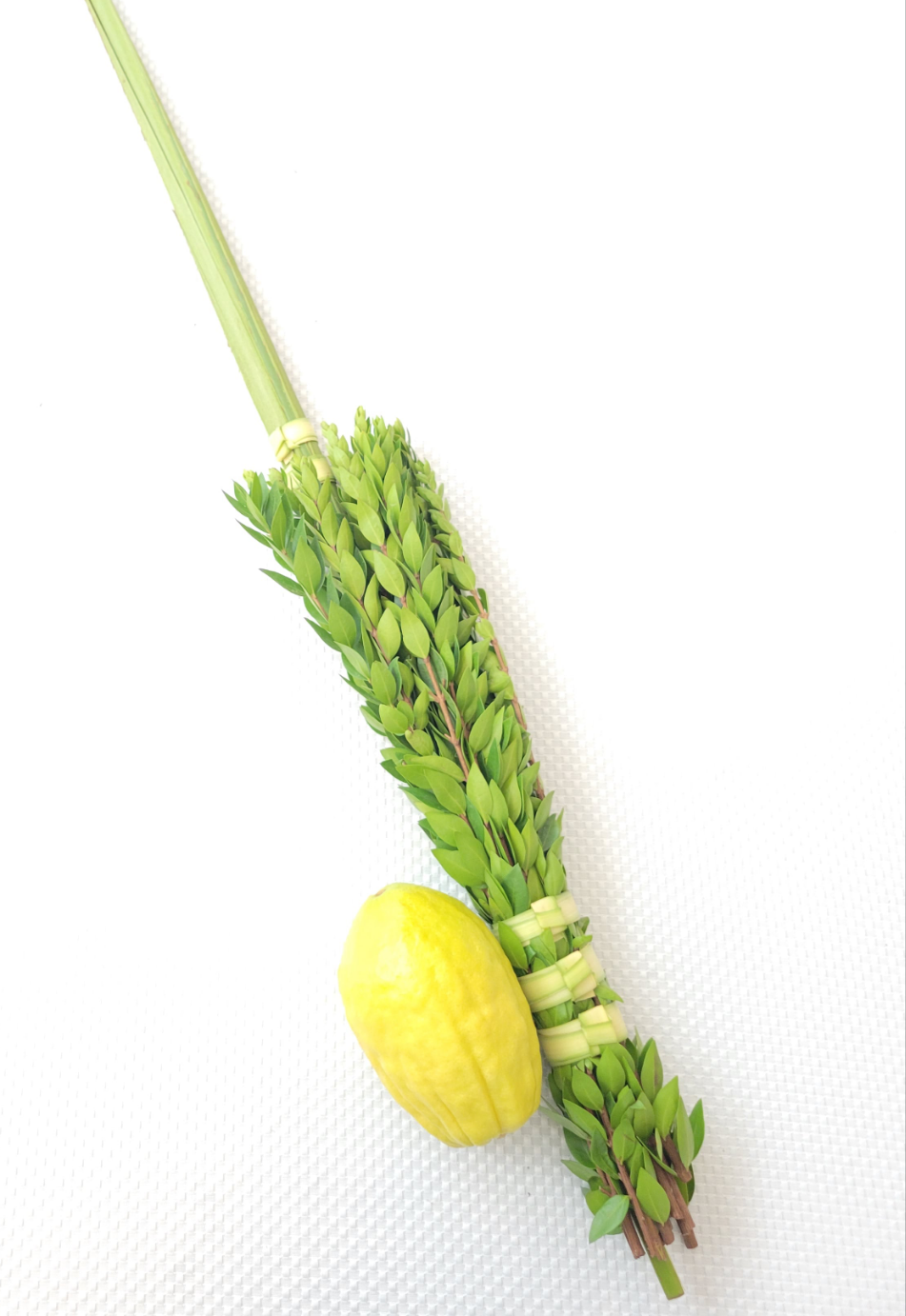 Lulav & Etrog Set From Calabria-Italy (Yanover) – GotEtrog.com